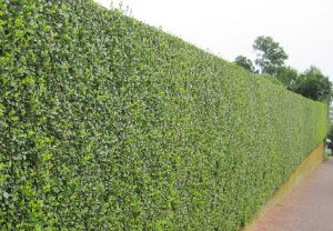 Hedge Cutting Mayfair