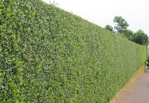 Hedge Cutting Mayfair
