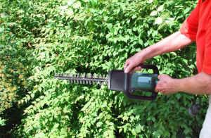Hedge Trimming Mayfair